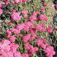 Achillea millefolium 'Rose Madder'